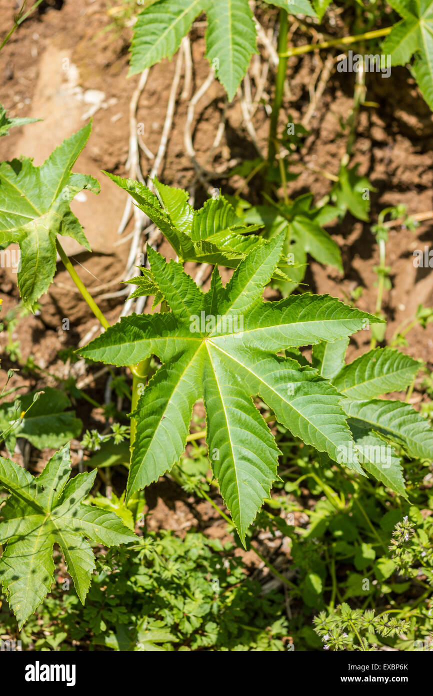 Castor oil plant and seeds, Ricinus communis Stock Photo - Alamy