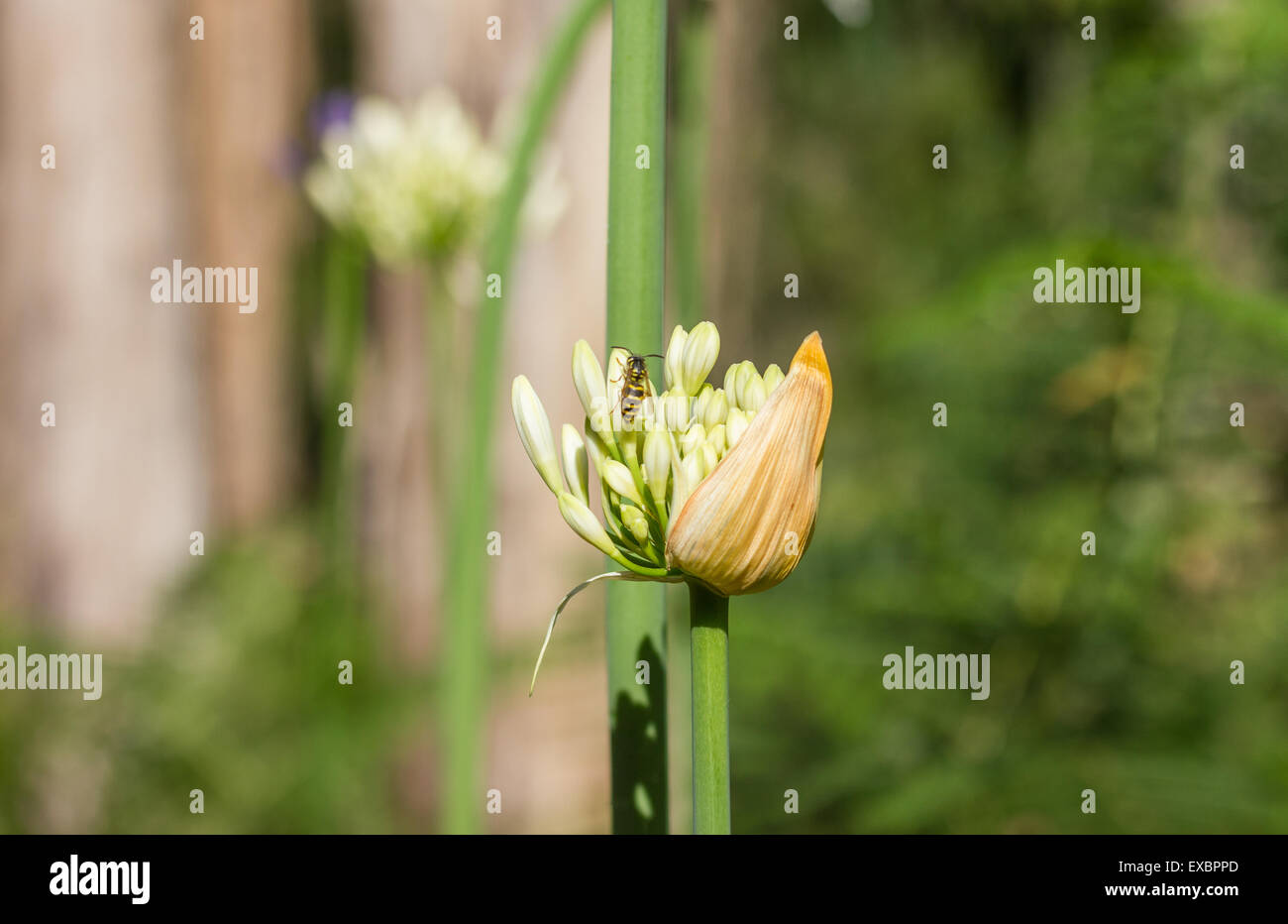 African Lily flowers in Madeira Island. Stock Photo