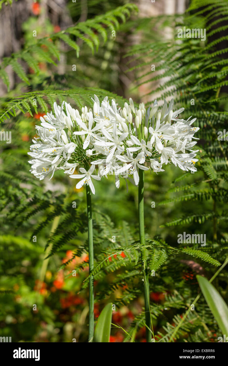 African Lily flowers in Madeira Island. Stock Photo