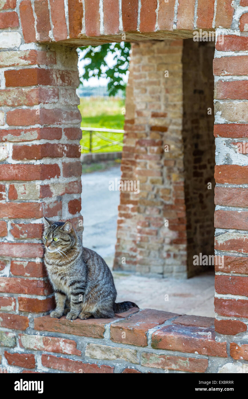 tabby cat on the edge of a window in a brick wall in an old mill in ...