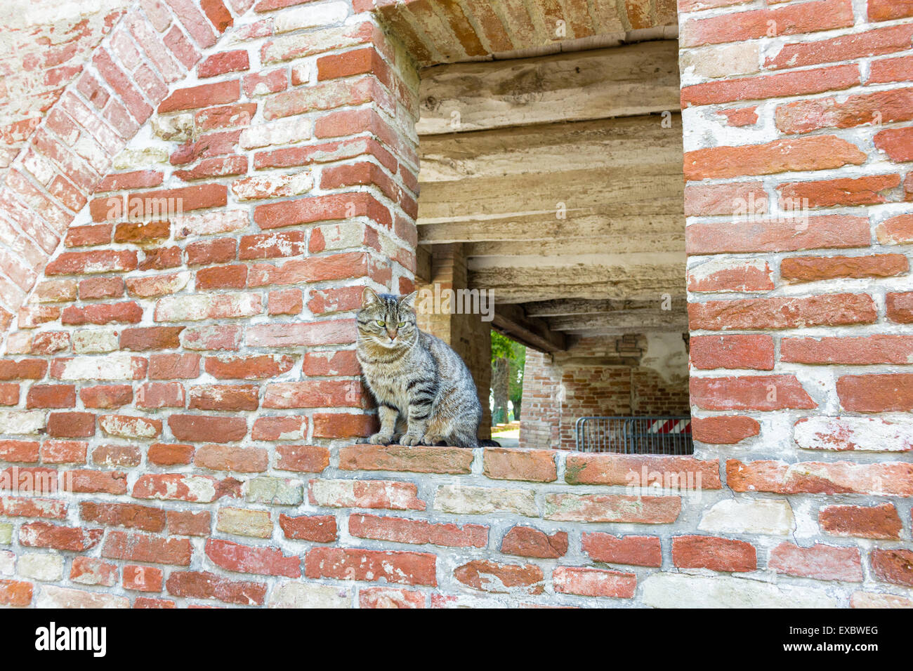 tabby cat on the edge of a window in a brick wall in an old mill in ...