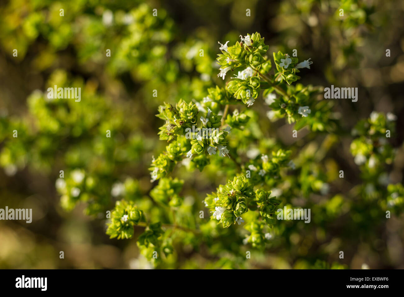 Oregano plant with white flowers Stock Photo Alamy