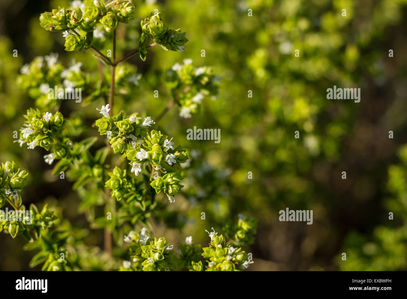 Oregano plant with white flowers Stock Photo Alamy