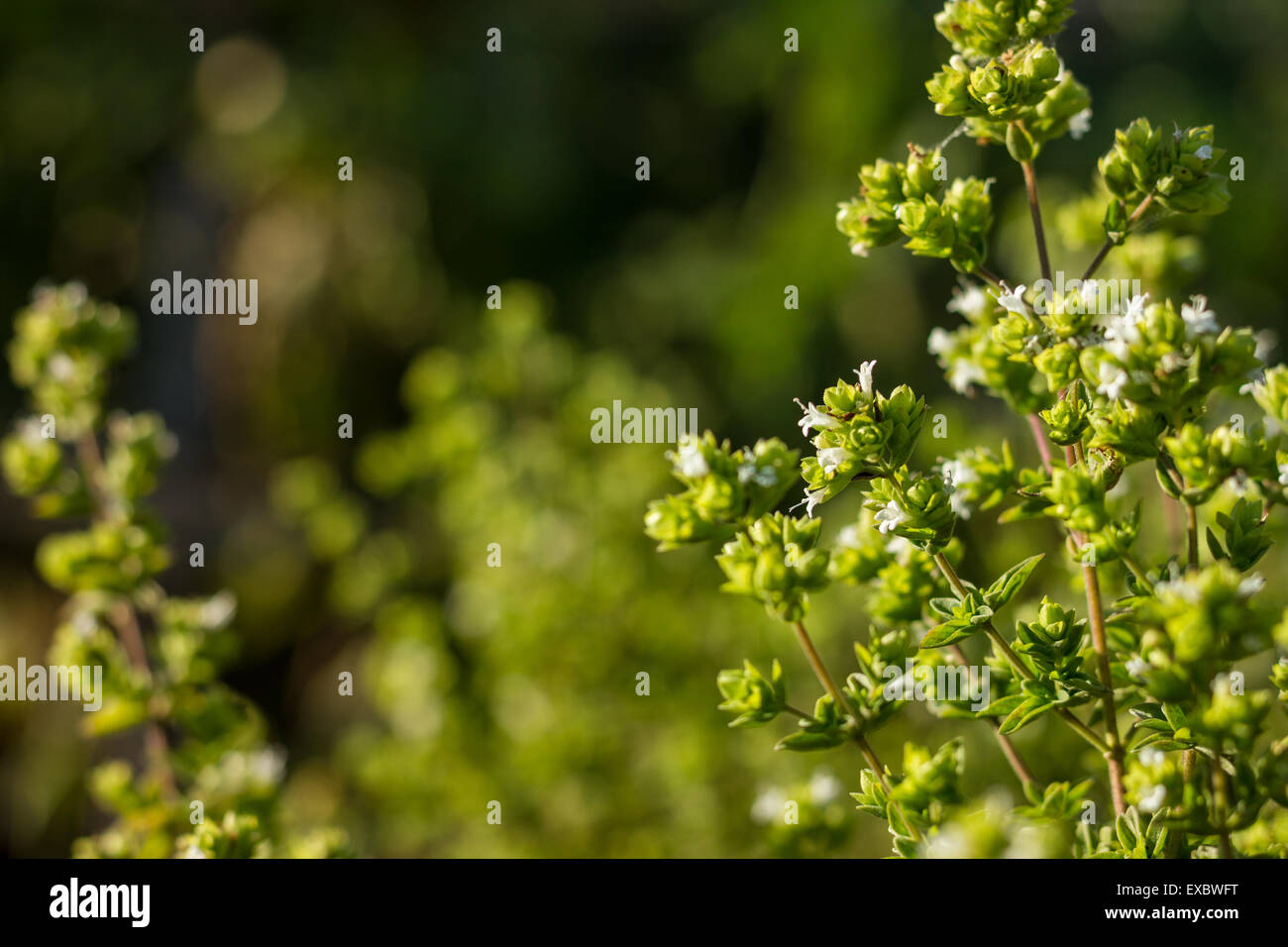 Oregano plant with white flowers Stock Photo Alamy
