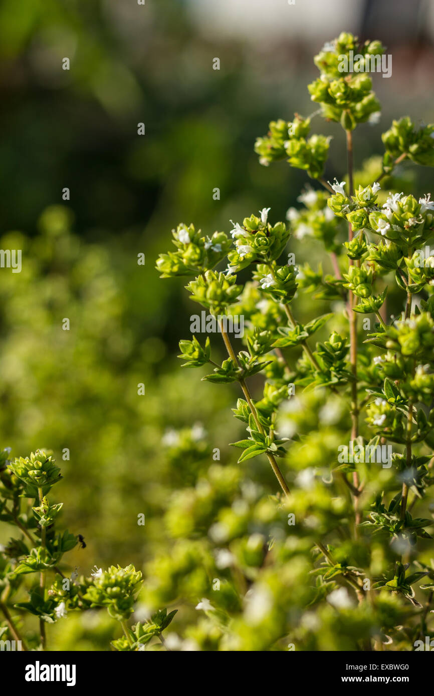 Oregano plant with white flowers Stock Photo Alamy