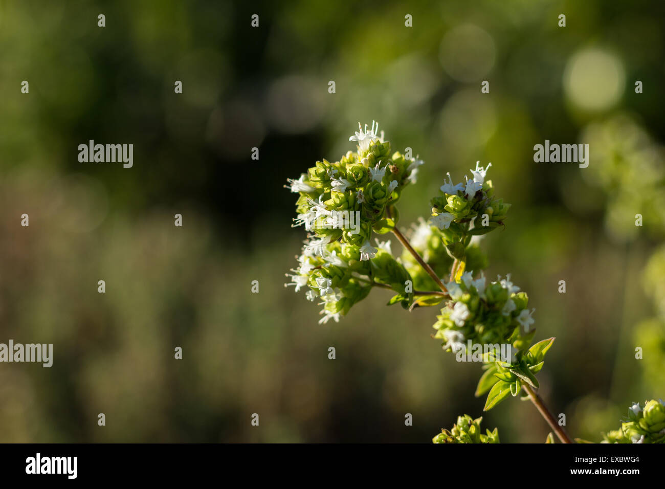 Oregano plant with white flowers Stock Photo Alamy