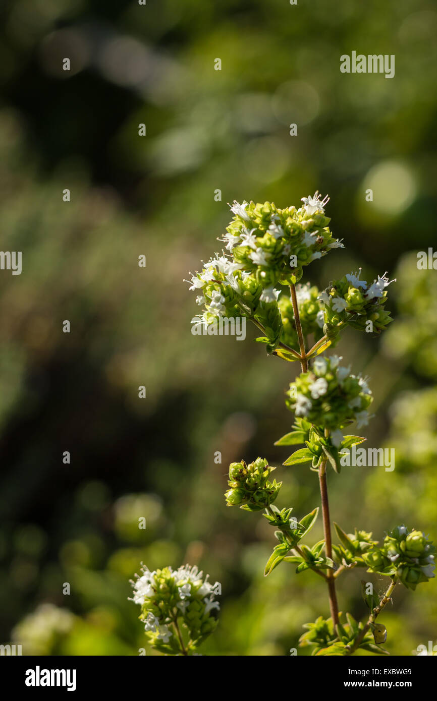 Oregano plant with white flowers Stock Photo Alamy
