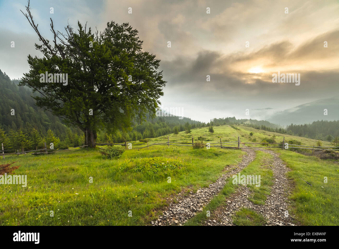Misty morning in the Carpathians. The Ukraine Stock Photo - Alamy