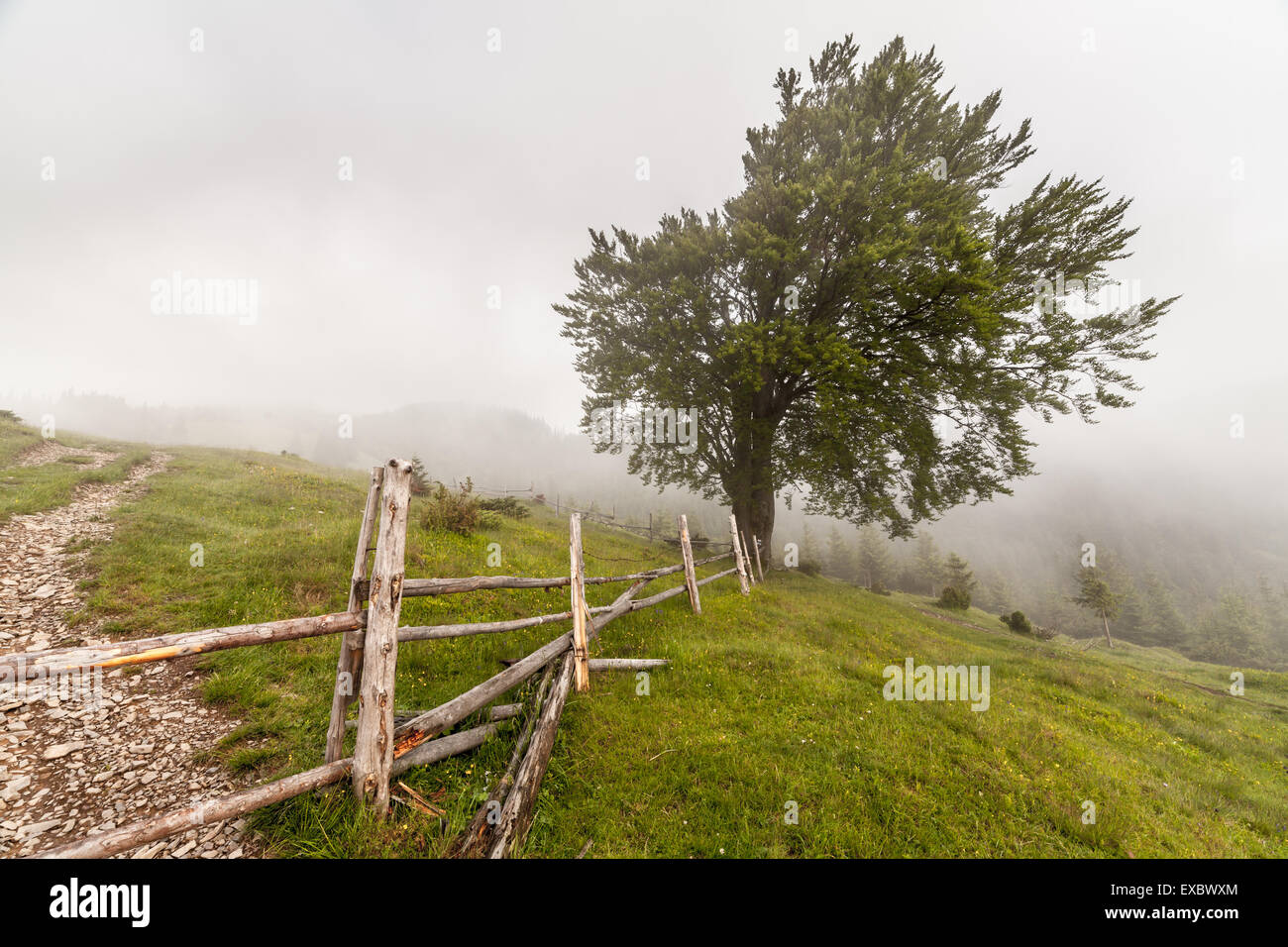 Misty morning in the Carpathians. The Ukraine Stock Photo - Alamy