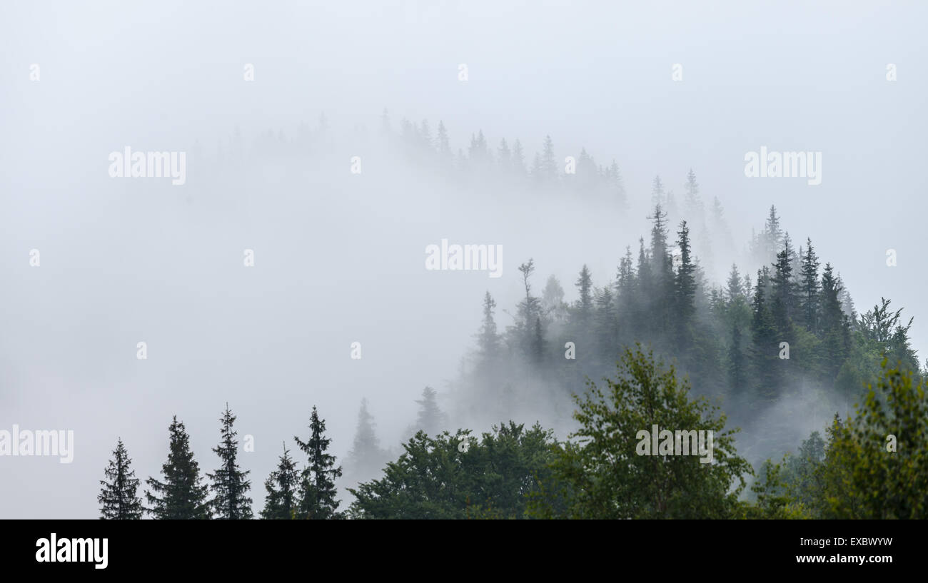 Misty morning in the Carpathians. The Ukraine Stock Photo - Alamy