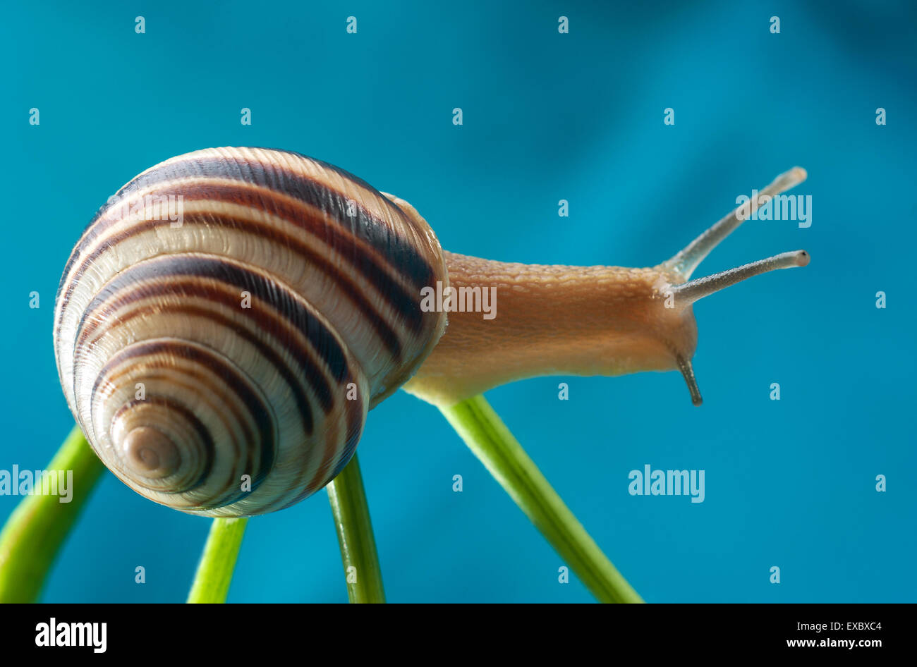 Studio photographies horizontal format the kingdom of animals hires stock photography and