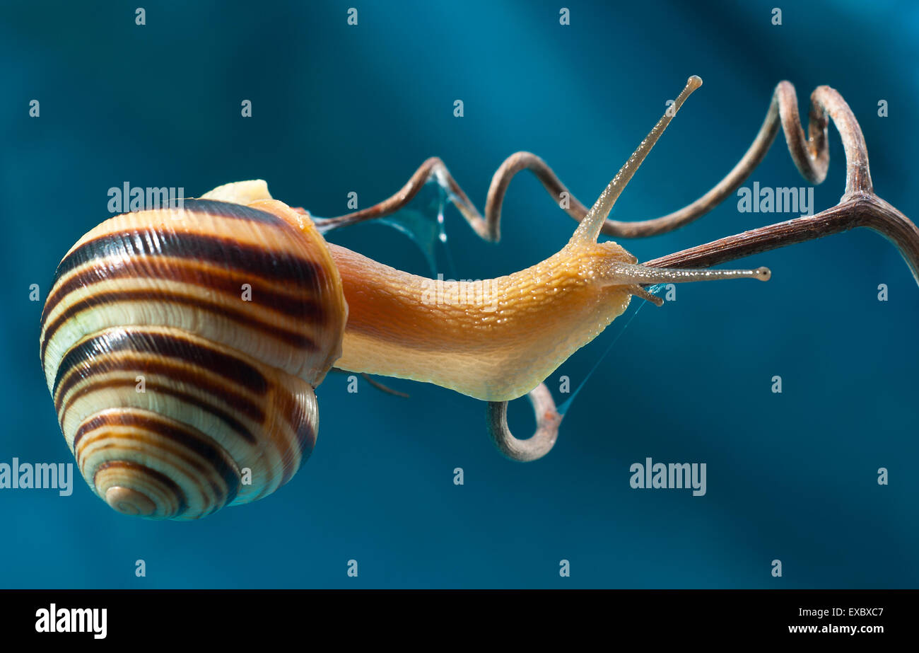 The forest snail (Cepaea nemoralis).Garden snail (Cepaea hortensis).Cepea (Cepaea) is a genus of