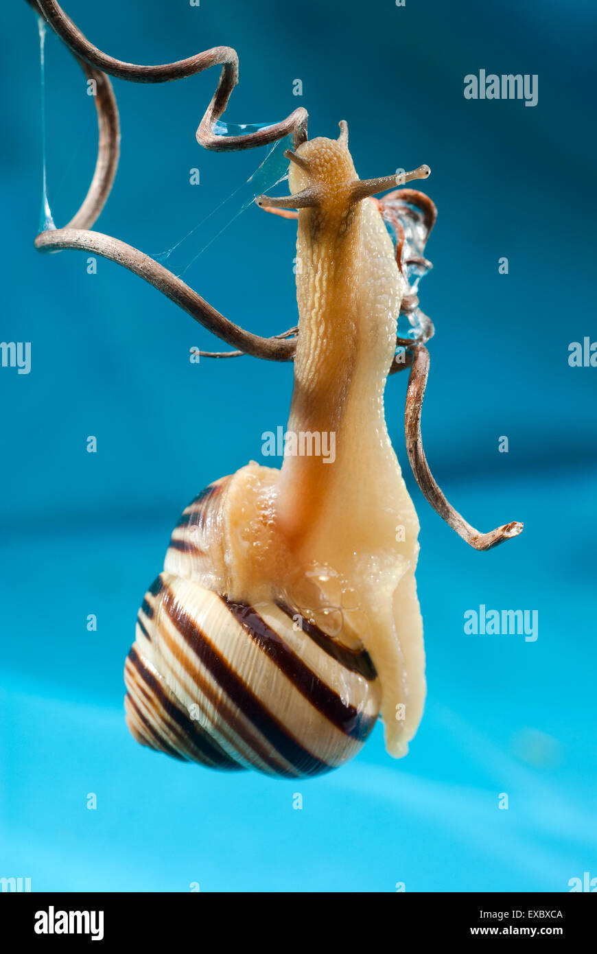 The forest snail (Cepaea nemoralis).Garden snail (Cepaea hortensis).Cepea (Cepaea) is a genus of