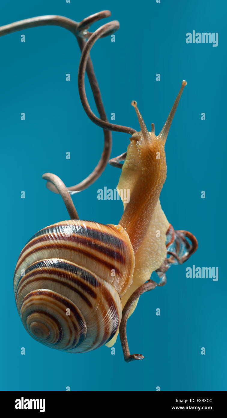 The forest snail (Cepaea nemoralis).Garden snail (Cepaea hortensis).Cepea (Cepaea) is a genus of