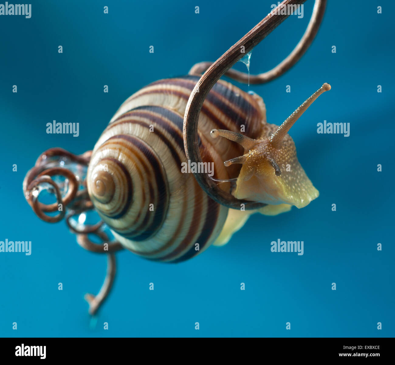The forest snail (Cepaea nemoralis).Garden snail (Cepaea hortensis).Cepea (Cepaea) is a genus of