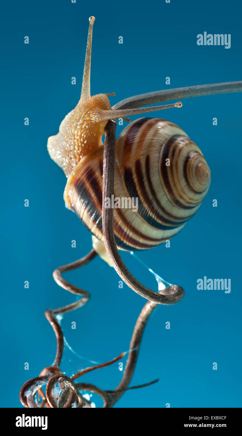 The forest snail (Cepaea nemoralis).Garden snail (Cepaea hortensis).Cepea (Cepaea) is a genus of