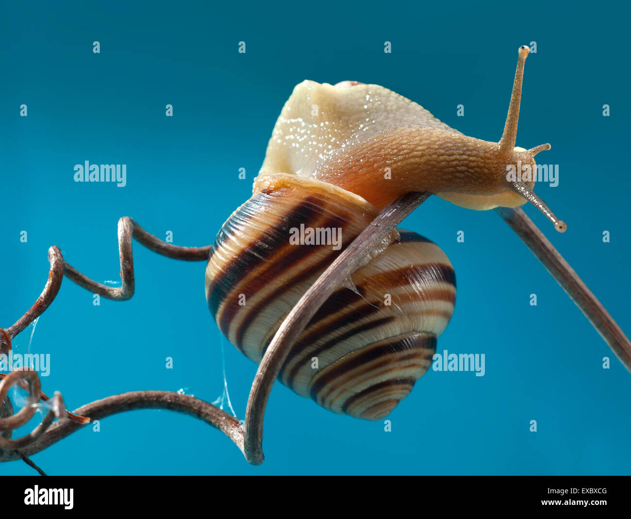 The forest snail (Cepaea nemoralis).Garden snail (Cepaea hortensis).Cepea (Cepaea) is a genus of