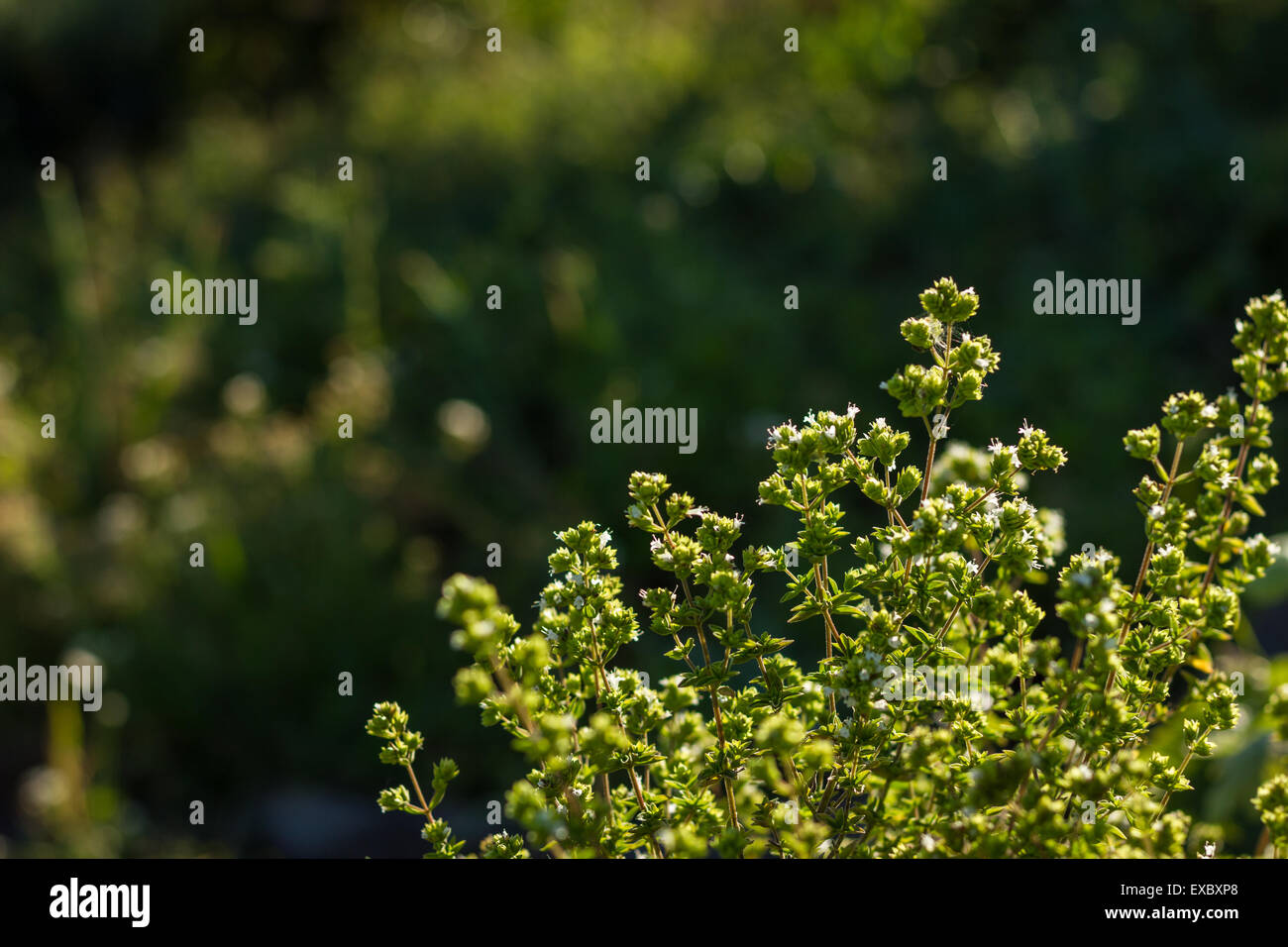 Oregano plant with white flowers Stock Photo Alamy