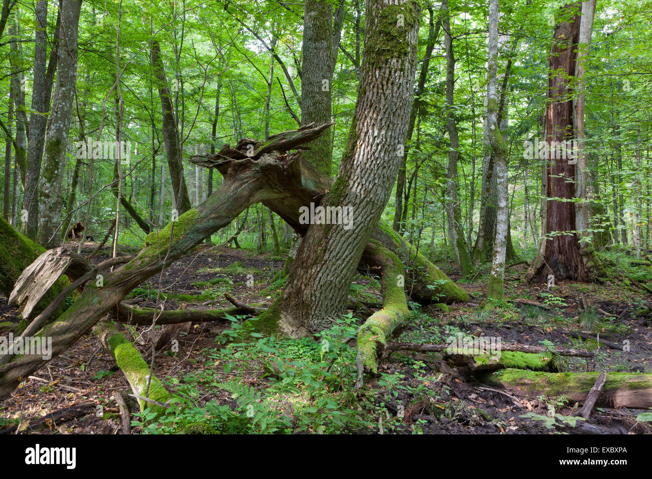Old ash tree hi-res stock photography and images - Alamy
