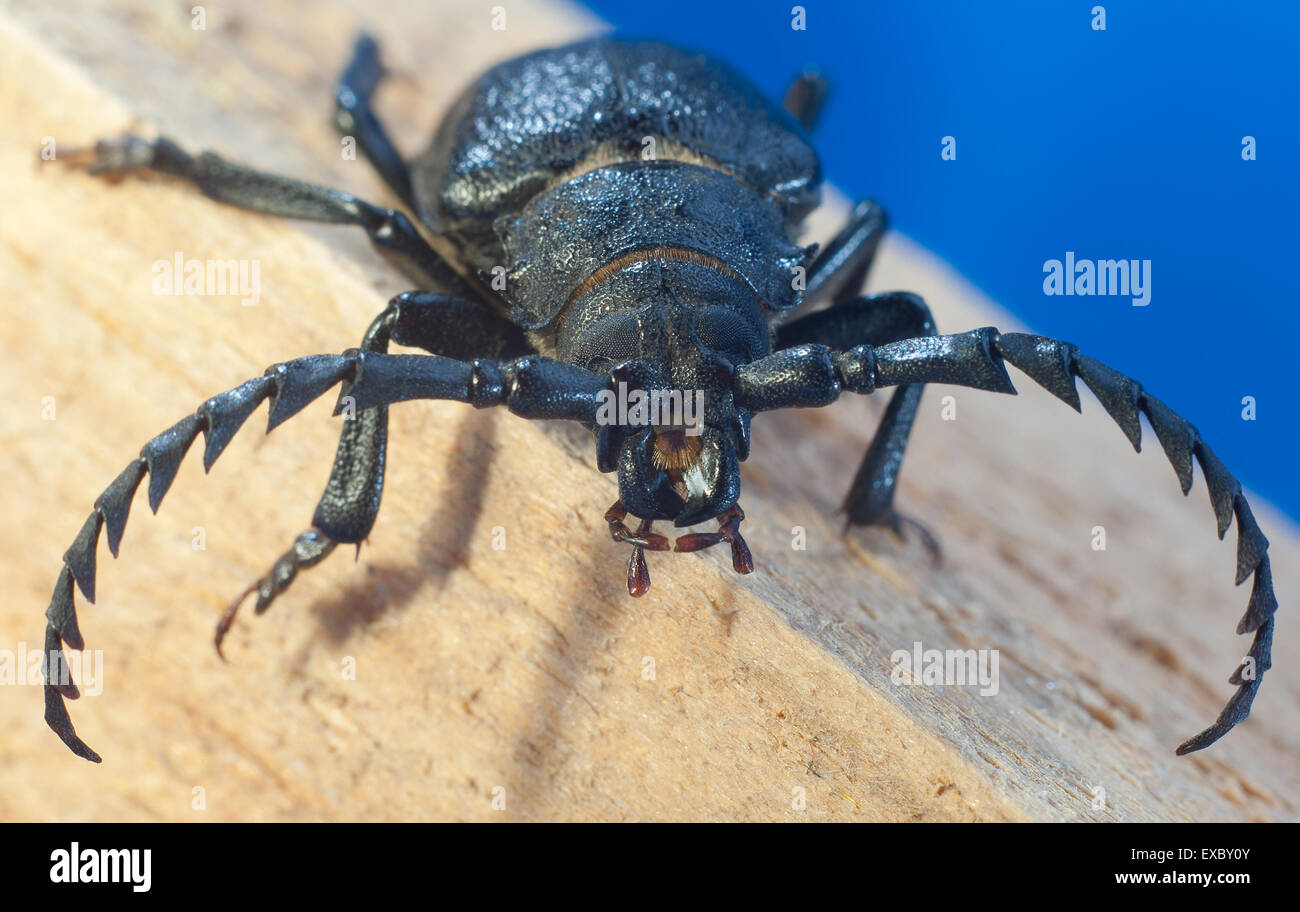 The Capricorn beetle-Tanner (Prionus coriarius).(Prionus). Stock Photo