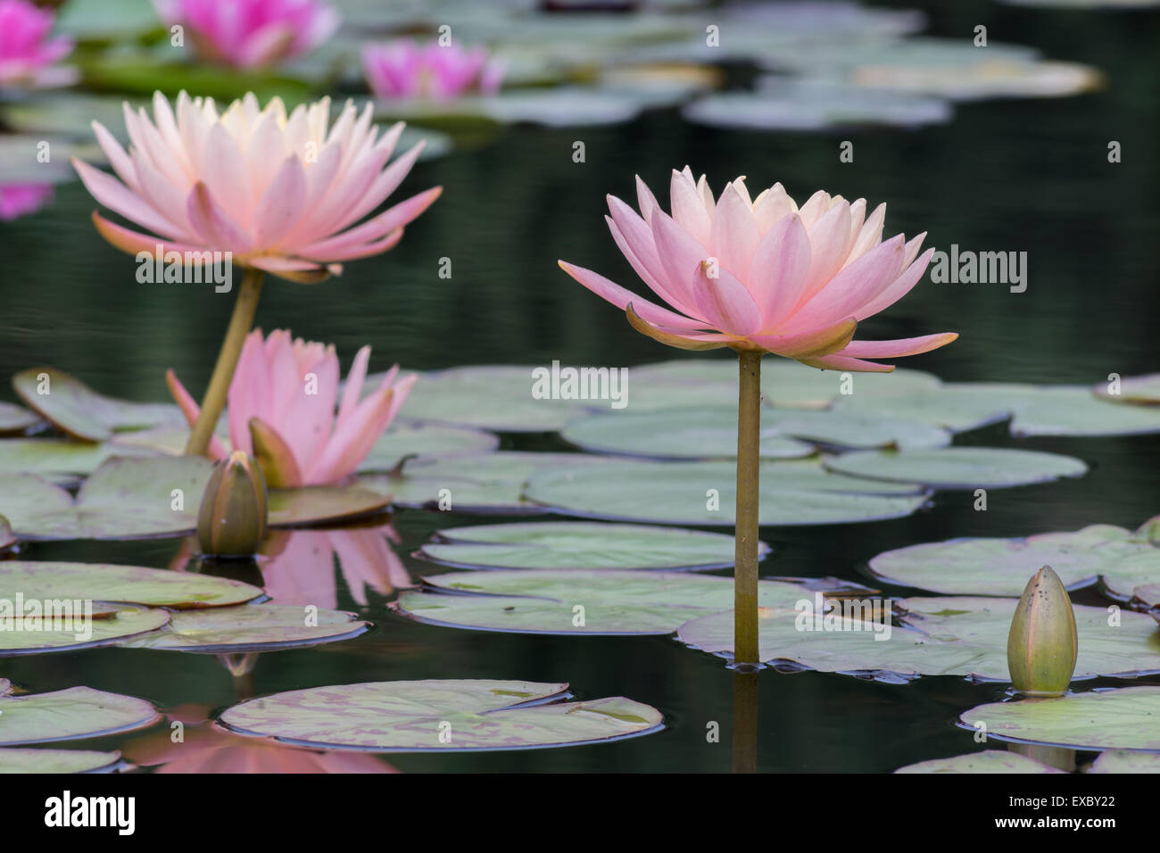 Two pink water lilies lily leaves bud Stock Photo