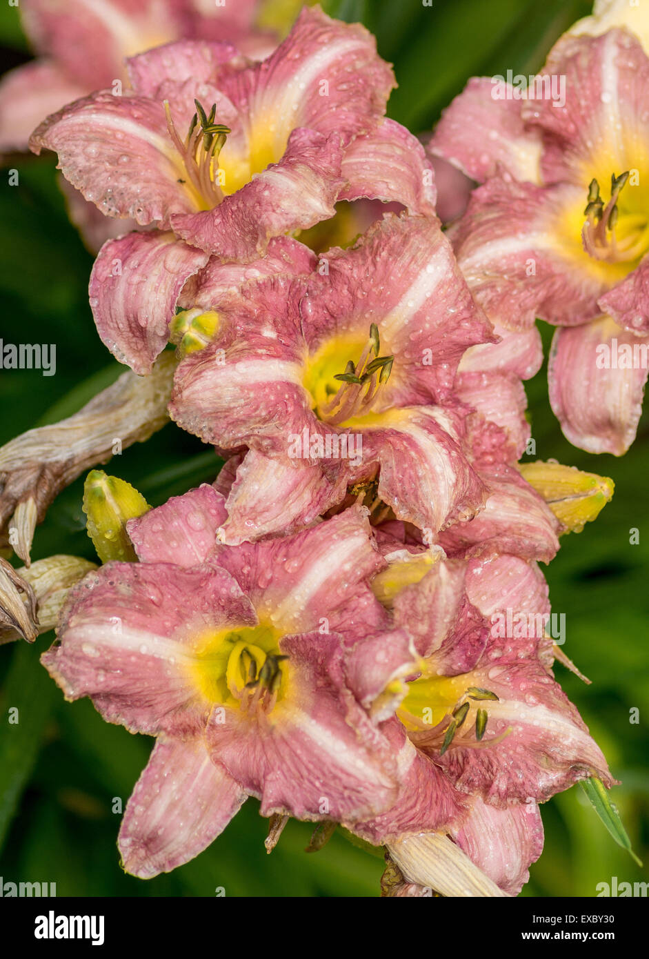 Burgundy yellow lilies in raindrops Hemerocallis Stock Photo
