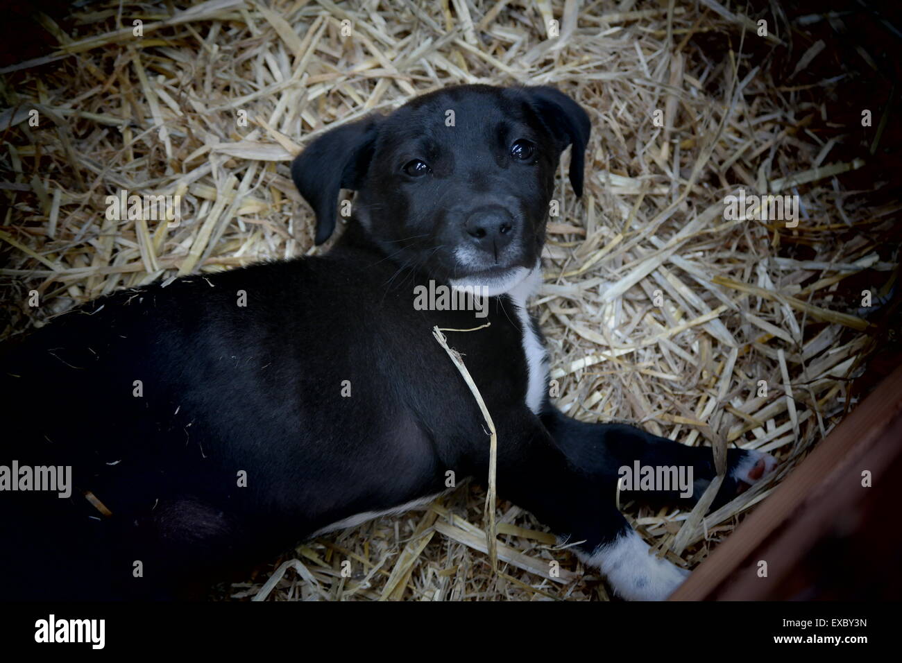Straw bed hires stock photography and images Alamy