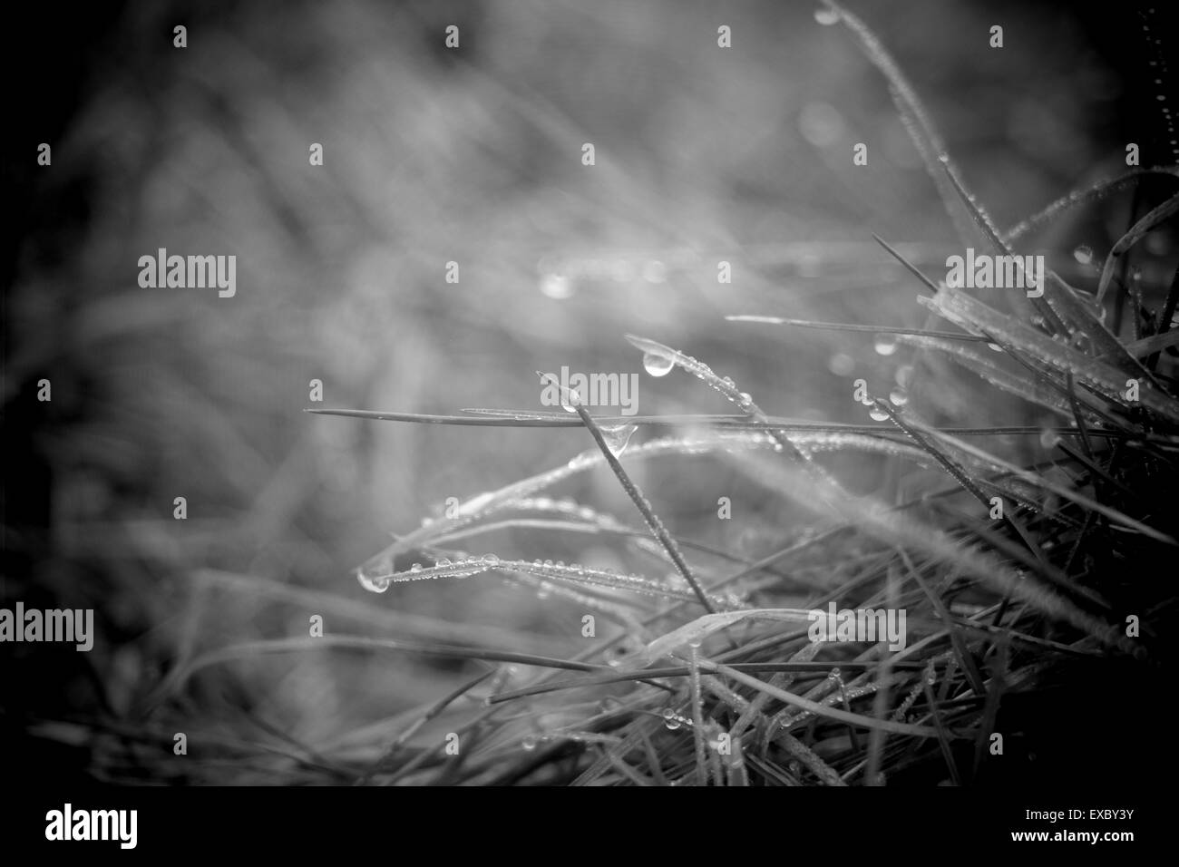 Raindrops on Grass Stock Photo