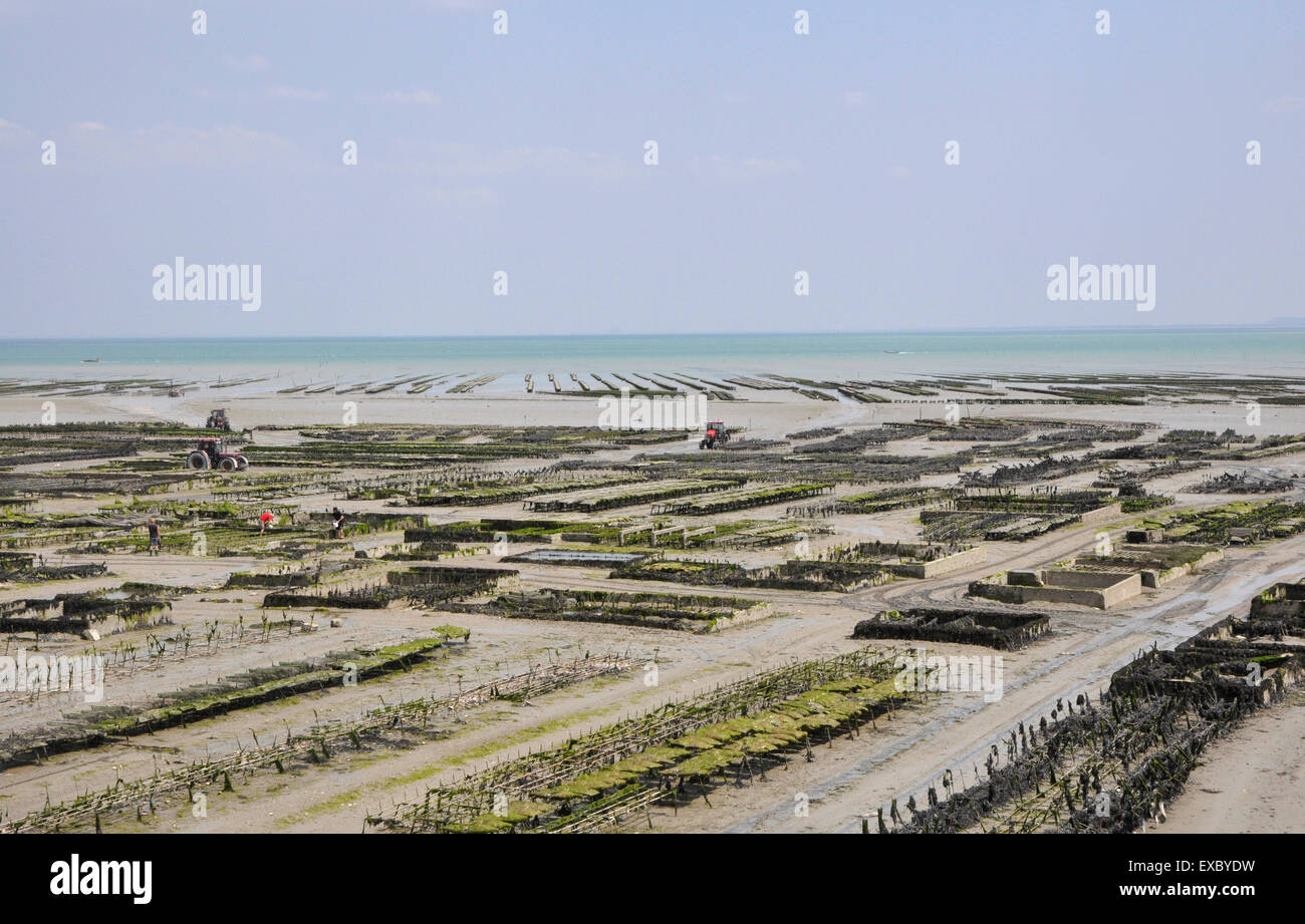 oyster farm brittany Stock Photo Alamy