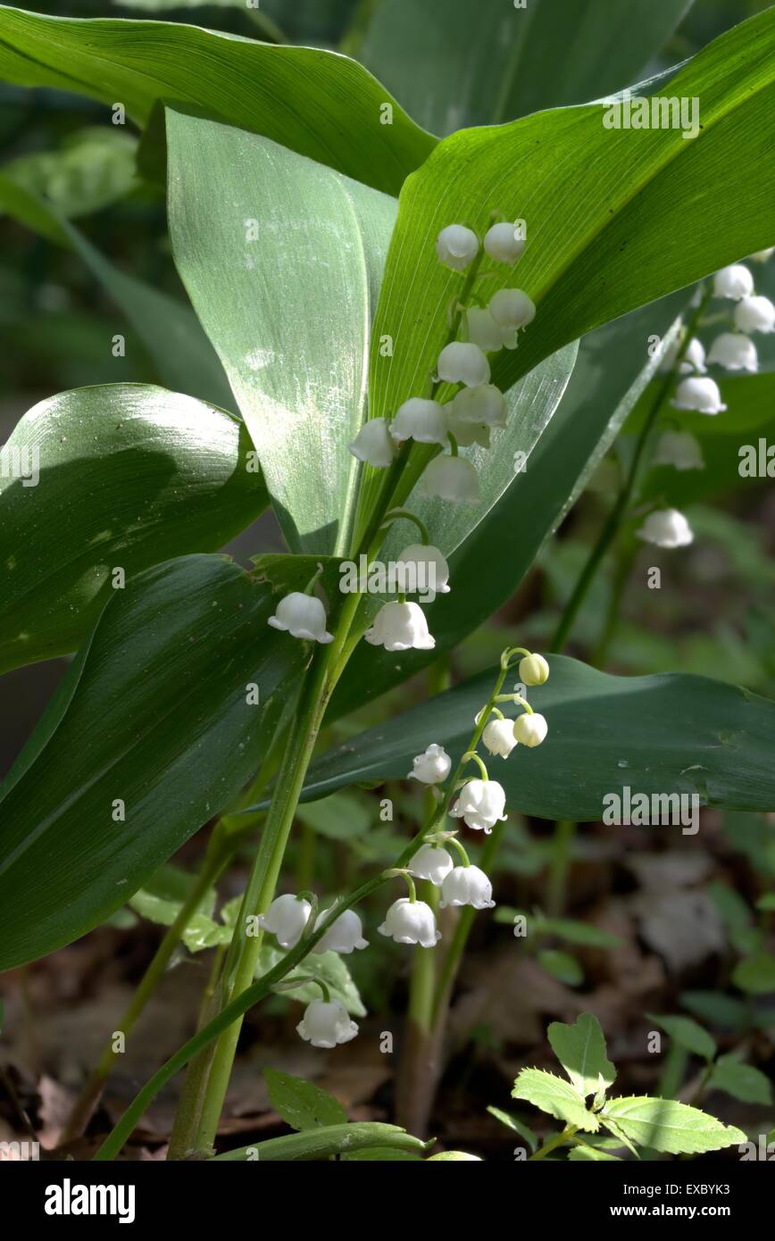 Flowering Lillyofthevalley closeup in sun Stock Photo Alamy