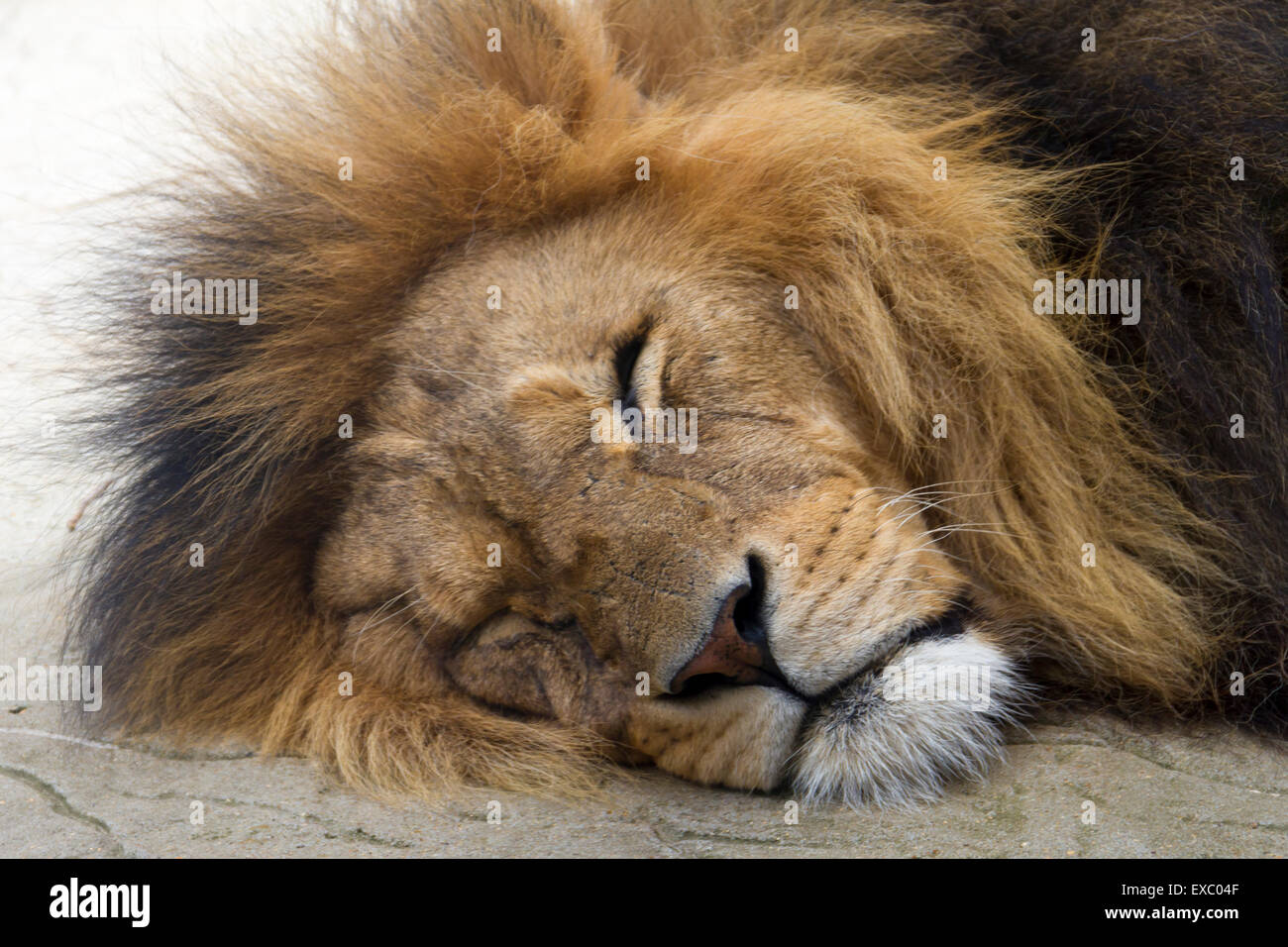 Sleep asleep sleeping tired animal hi-res stock photography and images ...