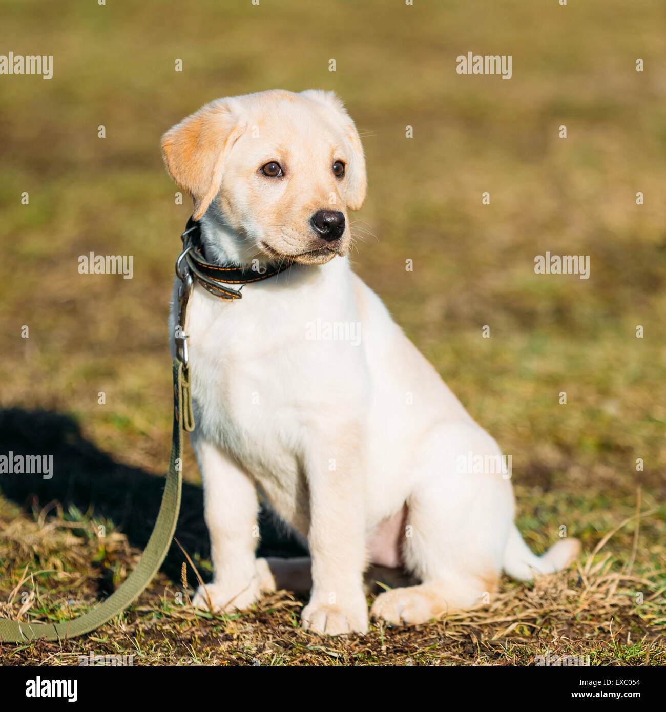 Beautiful White Dog Lab Labrador Retriever Pup Puppy Whelp Outdoor In Spring Stock Photo