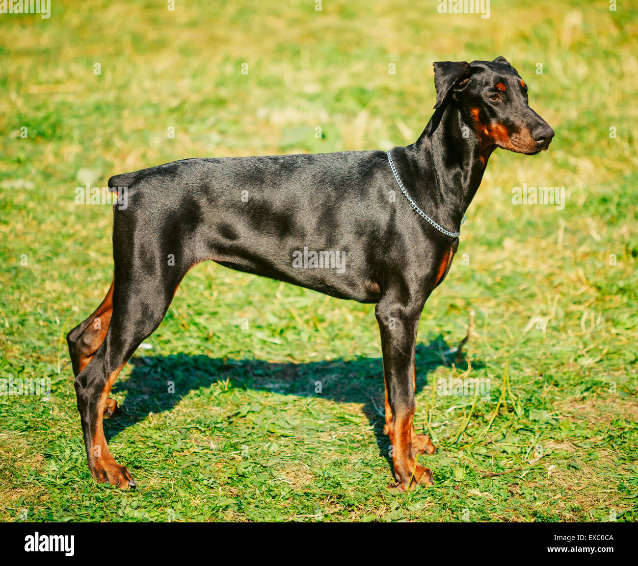 Young, Beautiful, Black And Tan Doberman Standing On Lawn. Dobermann Is A Breed Known For Being Intelligent, Alert, And Loyal Co Stock Photo