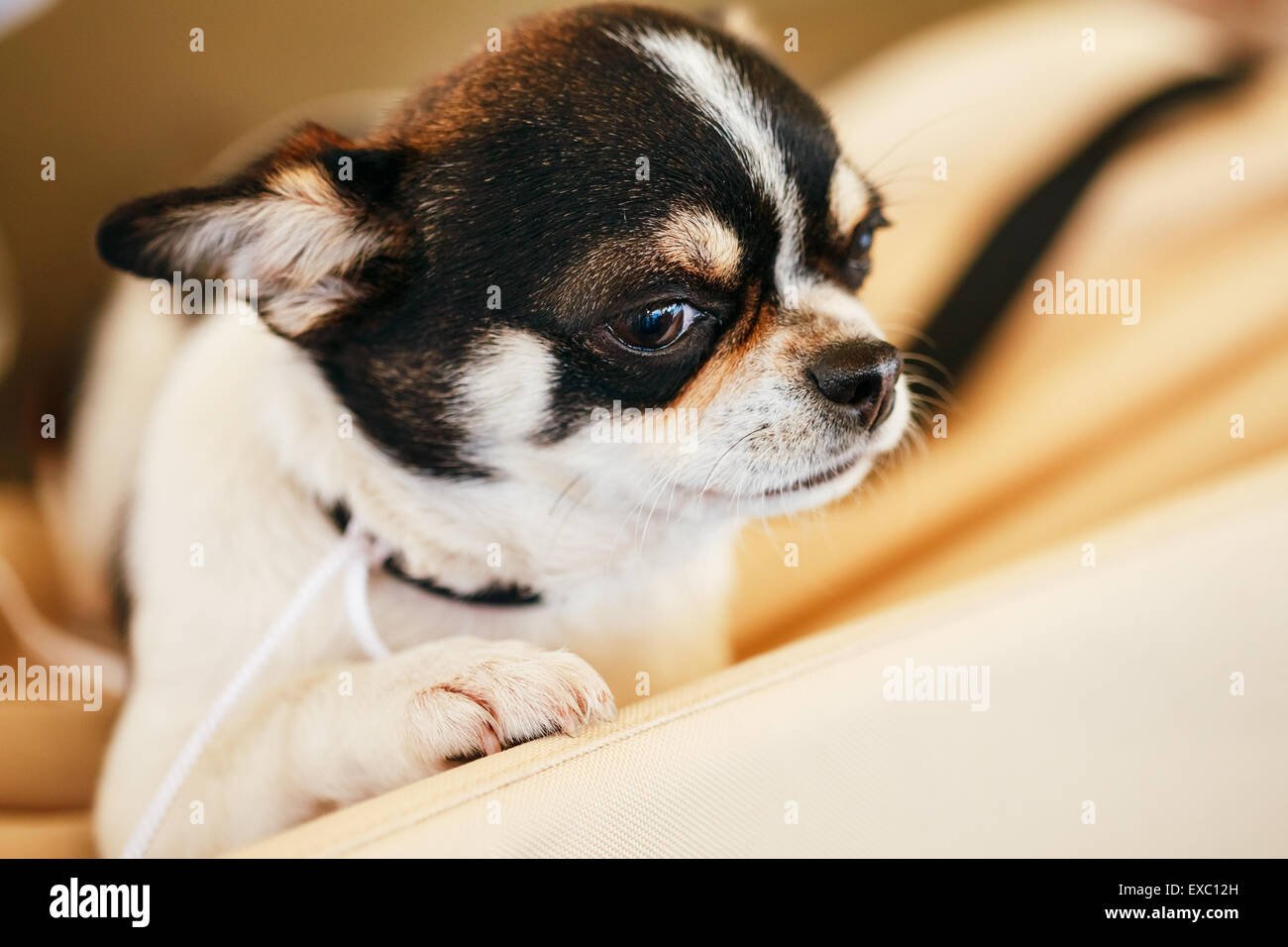 Chihuahua dog, 1.5 years old, sitting on a pet bed Stock Photo