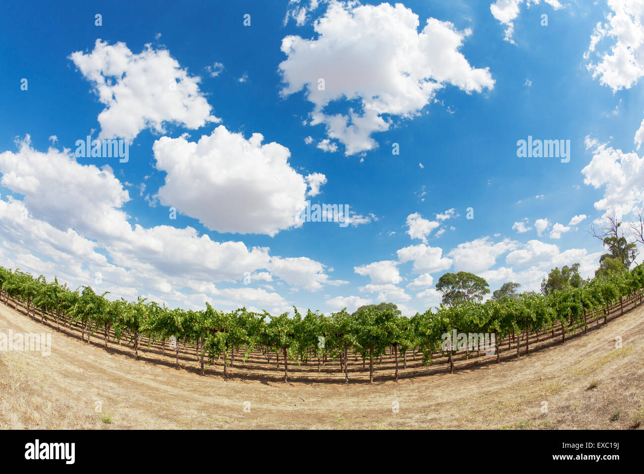 Fruit farm australia hires stock photography and images Alamy