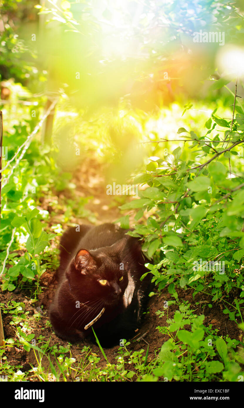 Black cat seats in a garden Stock Photo - Alamy