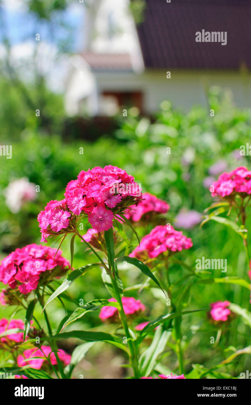 Pink flowers of Turkish carnation, Dianthus barbatus on the meadow Stock Photo