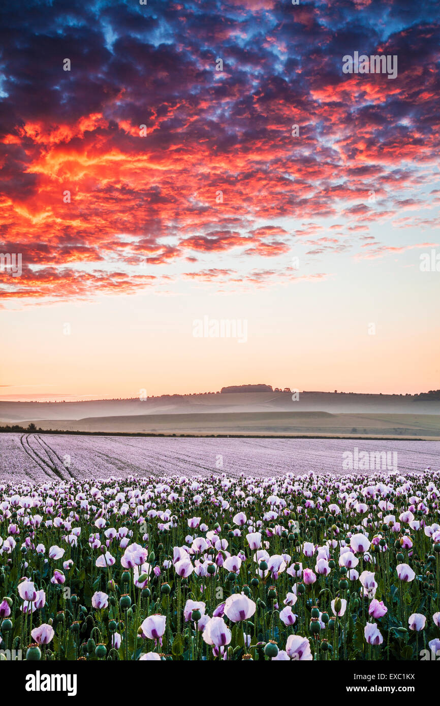 Field of cultivated white poppies near Rockley in Wiltshire. Stock Photo