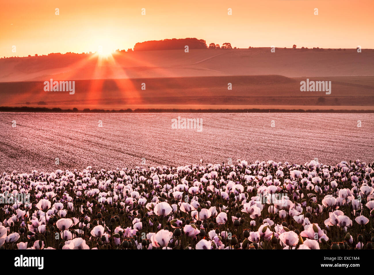 Field of cultivated white poppies near Rockley in Wiltshire. Stock Photo