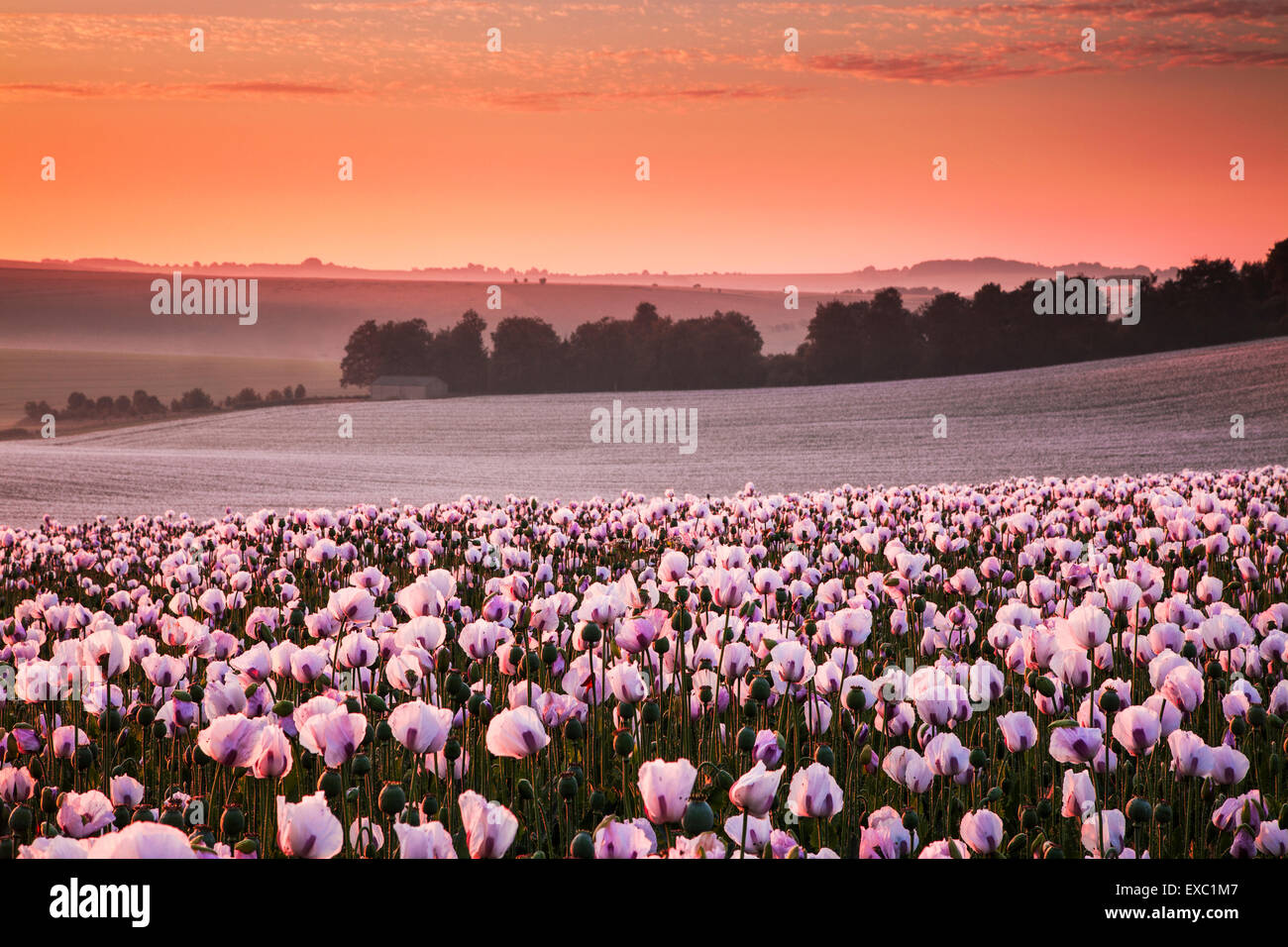 Opium poppy field hi-res stock photography and images - Alamy