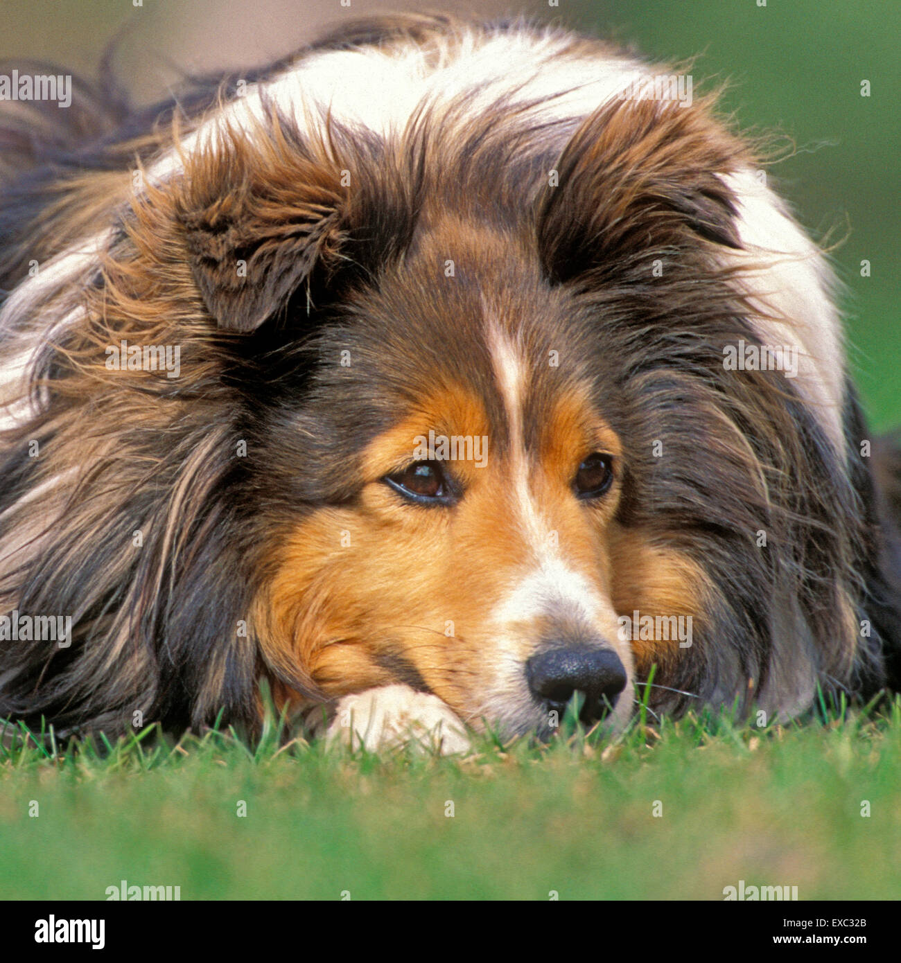 Sheepdogs hi-res stock photography and images - Alamy