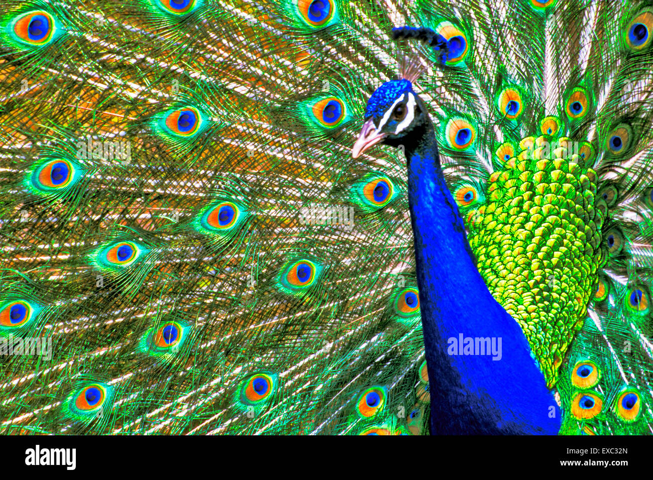 Male Peacock displaying closeup Stock Photo