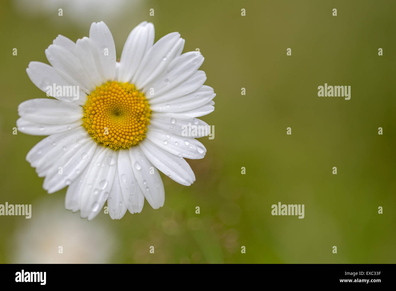 Oxeye Daisy close up, space at right Stock Photo