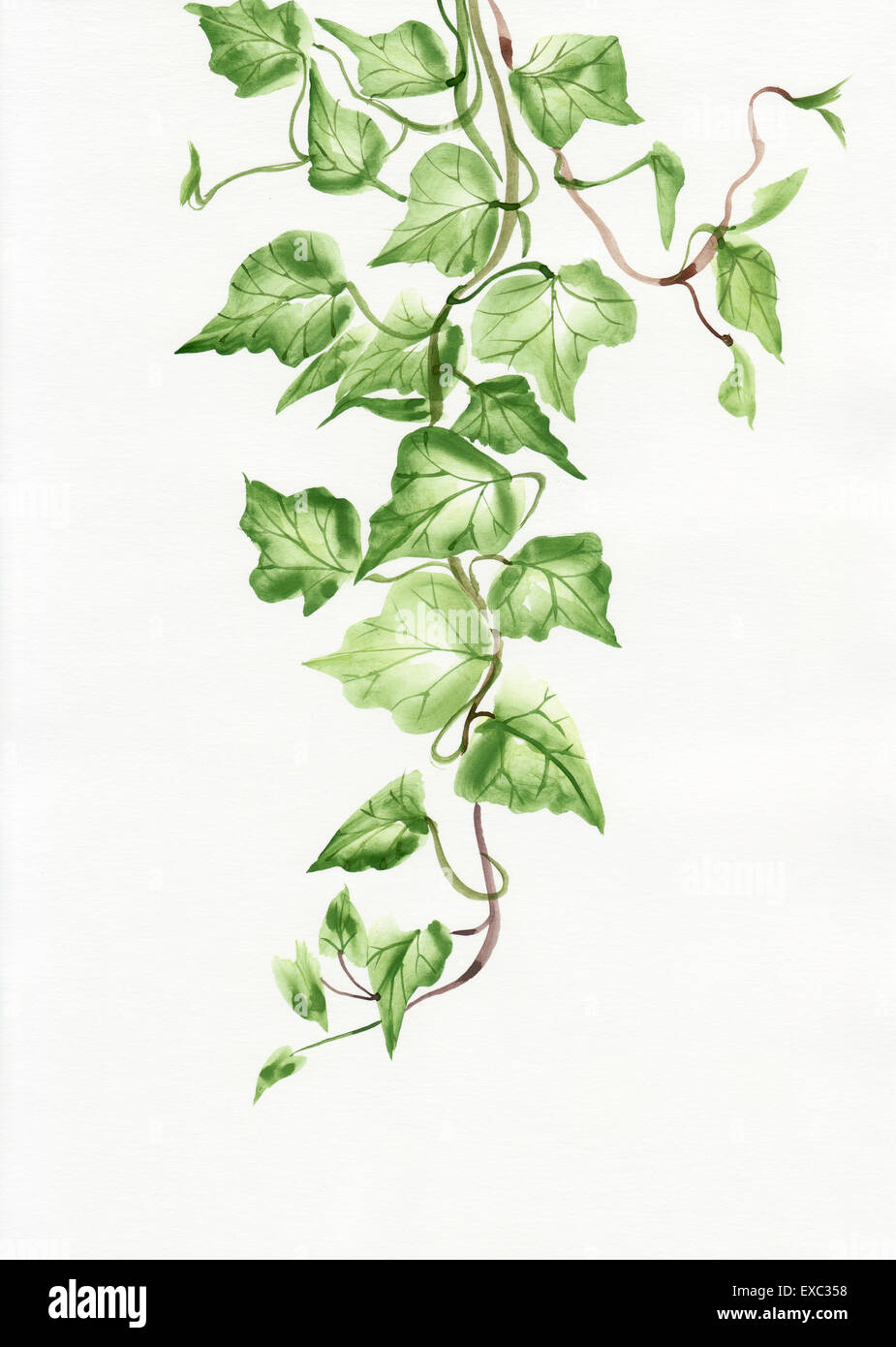 Ivy leaves. Watercolor painting of young ivy branches isolated on white  vector illustration