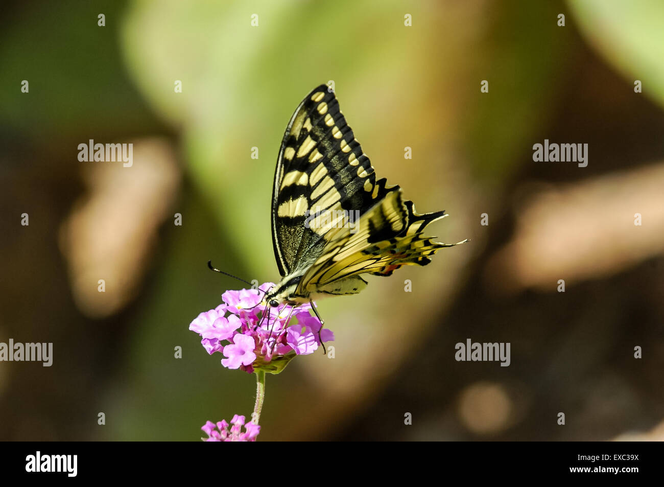 Monarch Butterfly Danaus plexippus Stock Photo - Alamy