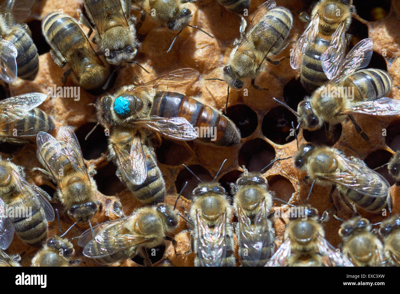 Queen bee in the center. It's larger than other worker bees and it's marked by blue paint Stock Photo