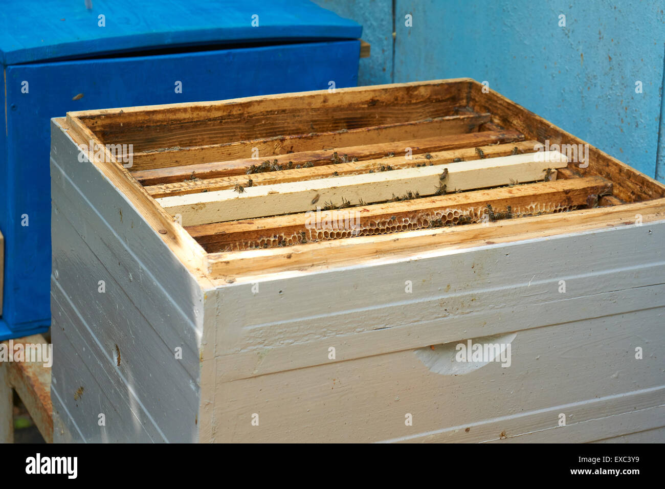 Upper view on the open beehive with frames in it Stock Photo