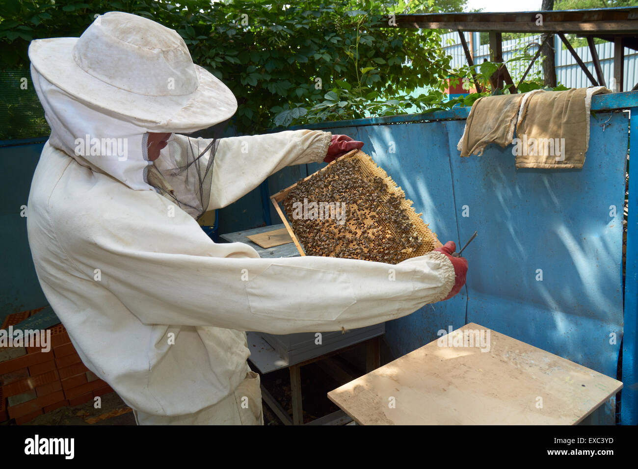 One beekeeper looks at the frame with bees that he took from the beehive Stock Photo