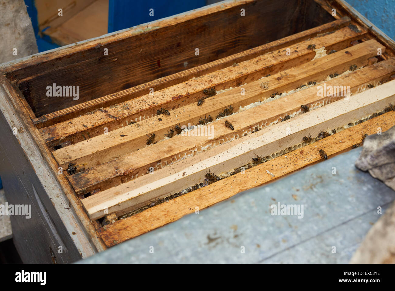 Upper view at the opened beehive with frames and worker bees it Stock Photo