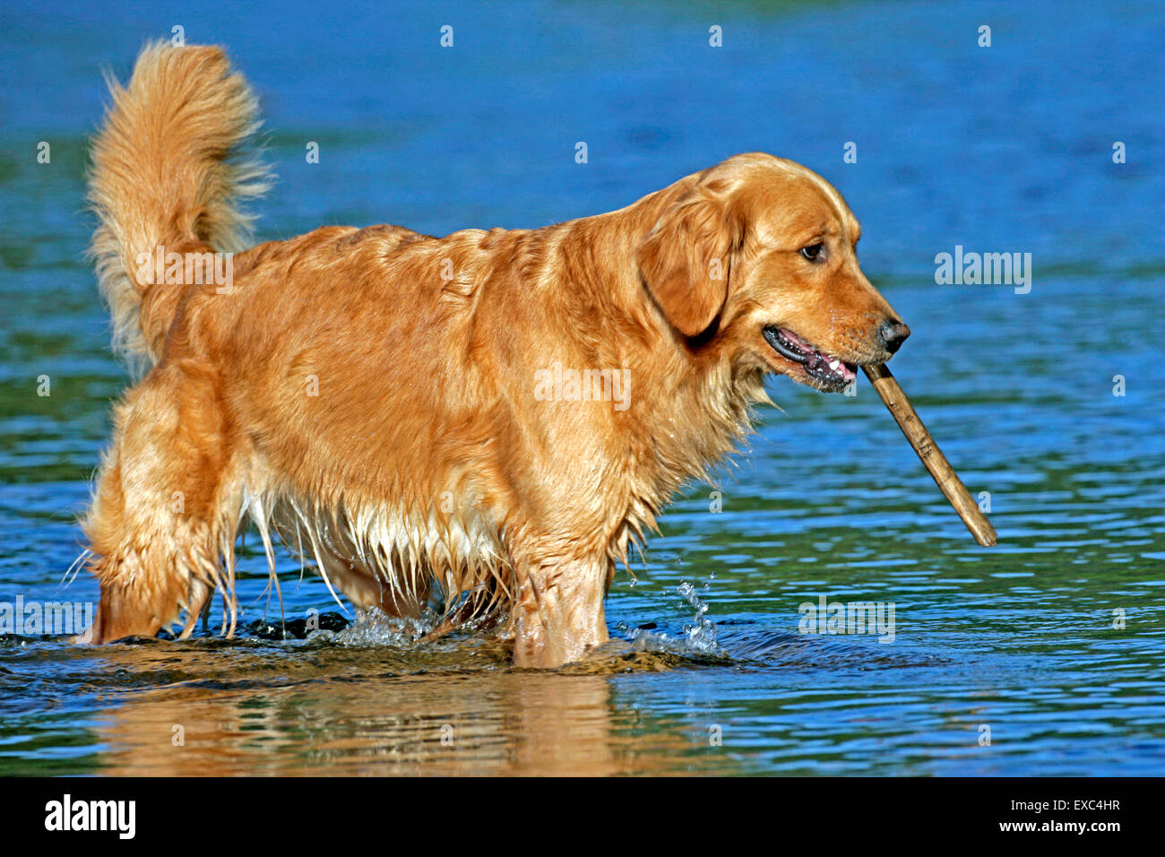 Golden Retriever in water, playing with stick Stock Photo Alamy